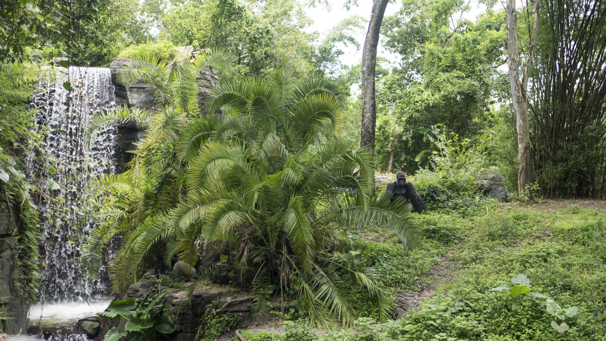 Africa in Animal Kingdom