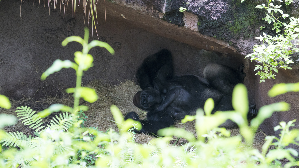 Africa in Animal Kingdom