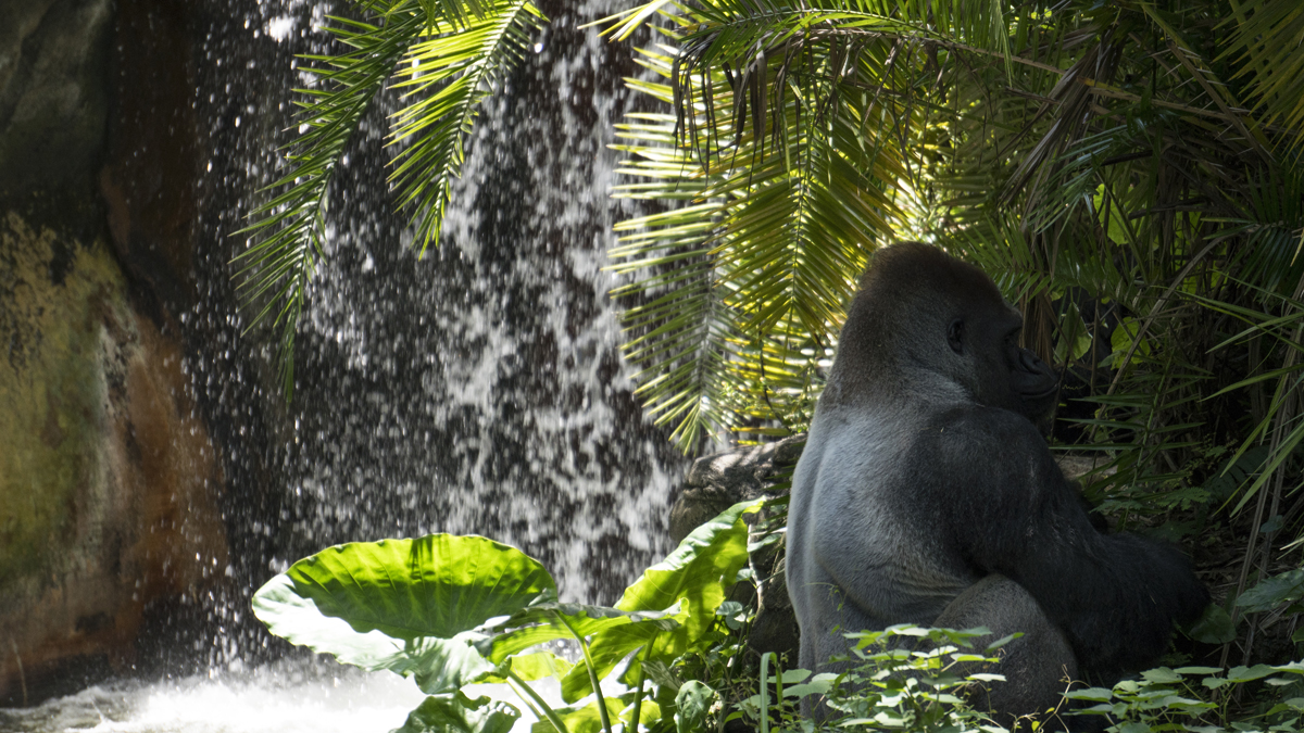 Africa in Animal Kingdom