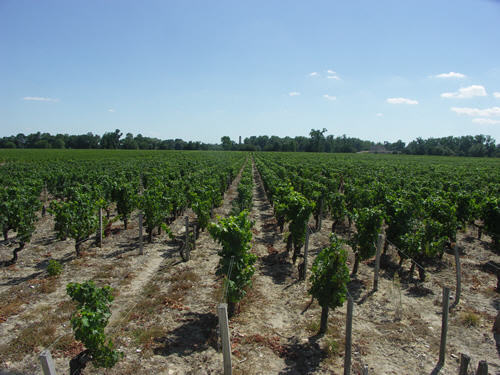 Haut Moulin Vineyard