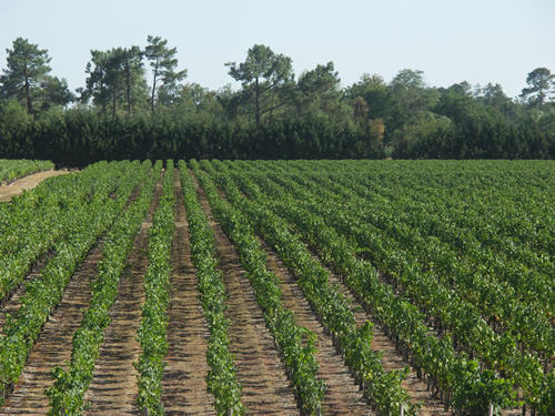 Paloumey Vineyard