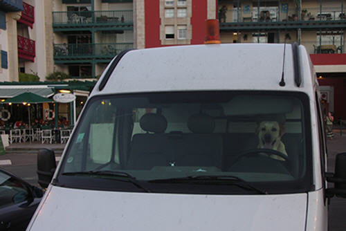 ... and thank goodness the dog's driving.