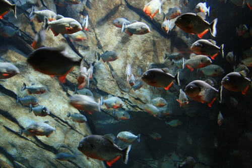 Piranhas!