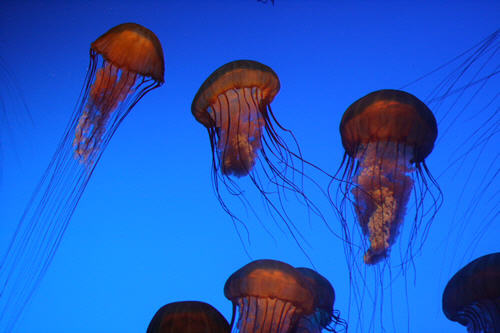 The Georgia Aquarium