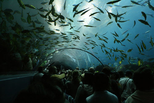 The Georgia Aquarium