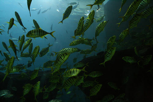 The Georgia Aquarium
