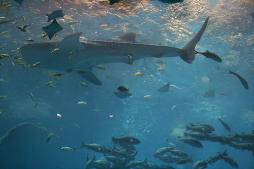 The Georgia Aquarium