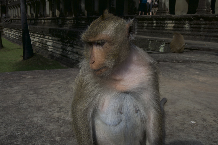 Angkor Wat