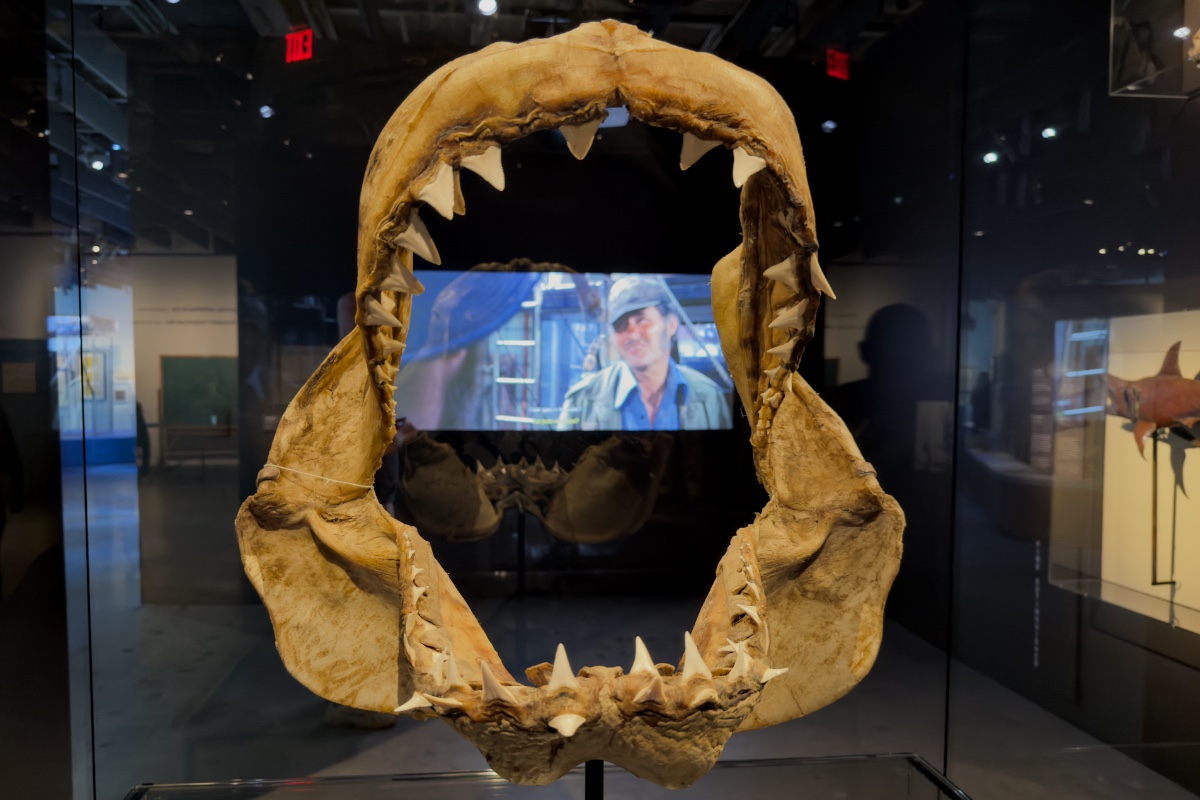 Academy Museum