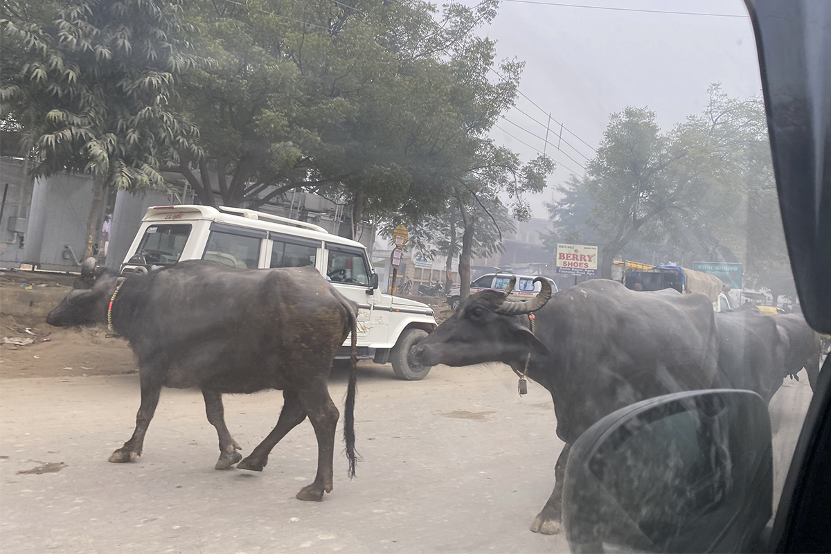 India (taken with the iPhone 11 Pro Max)