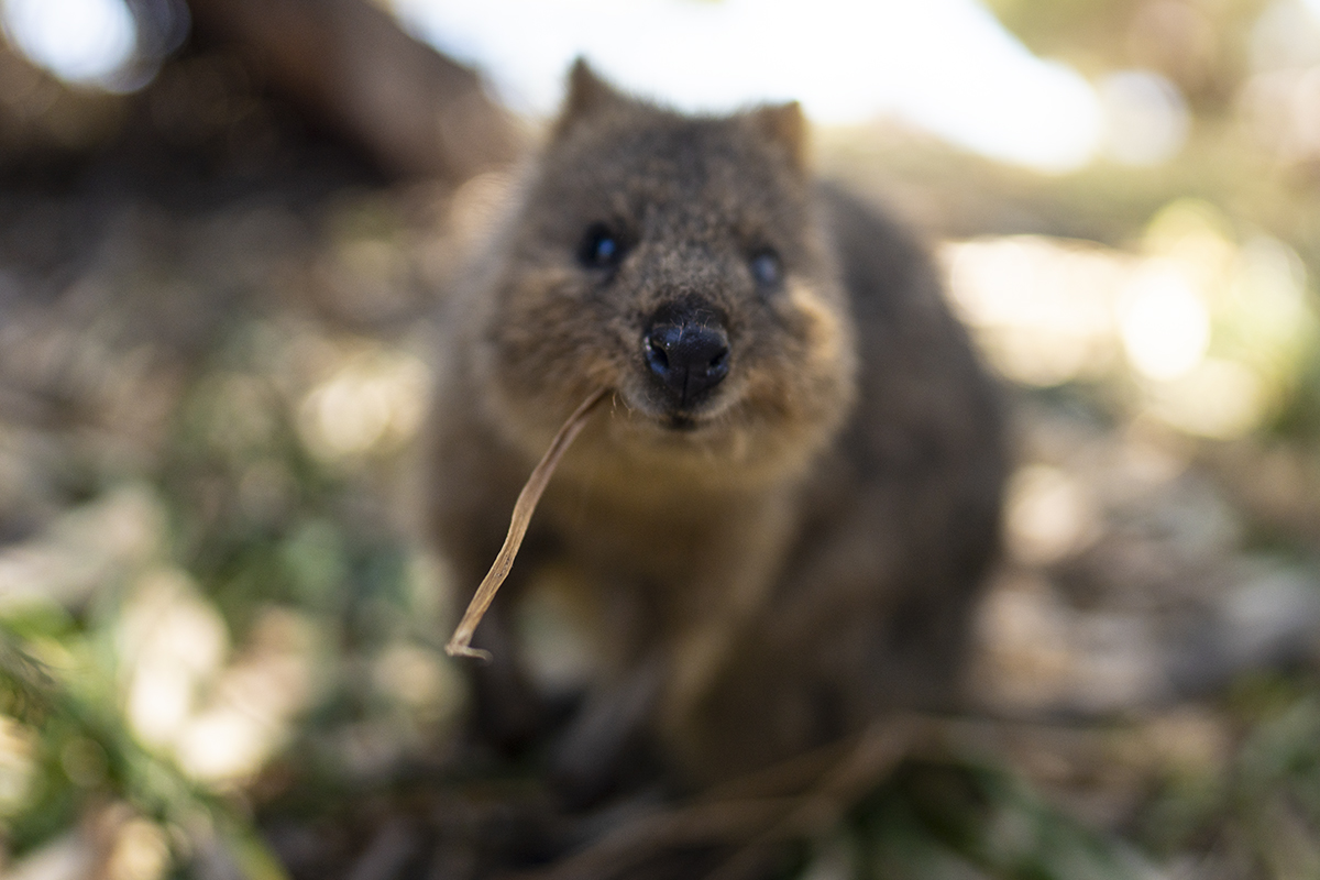 Rottnest Island, Australia