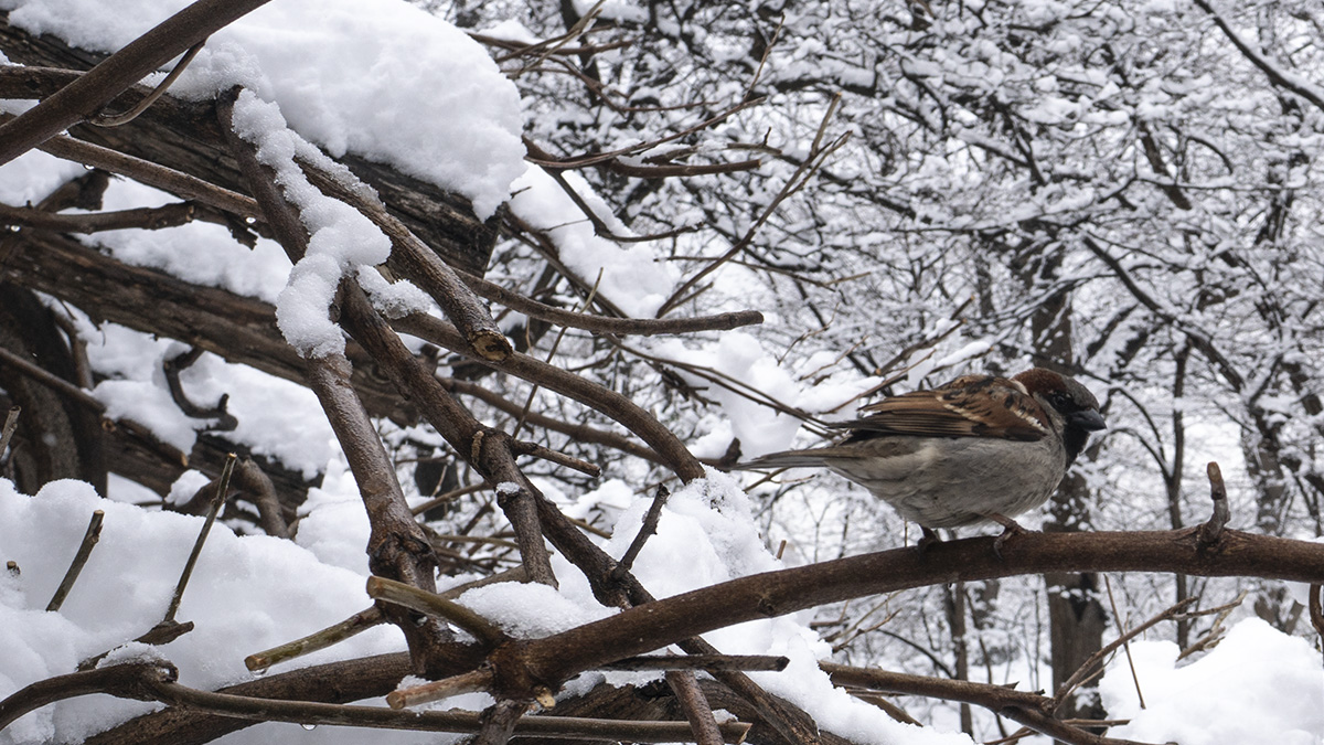 A bird blends in