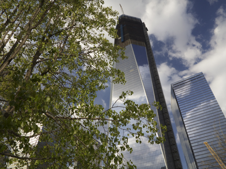 The Survivor Tree and the Freedom Tower