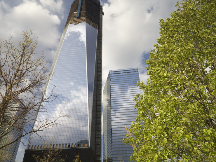 The Survivor Tree and the Freedom Tower