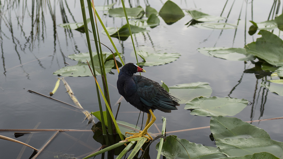 Florida Everglades