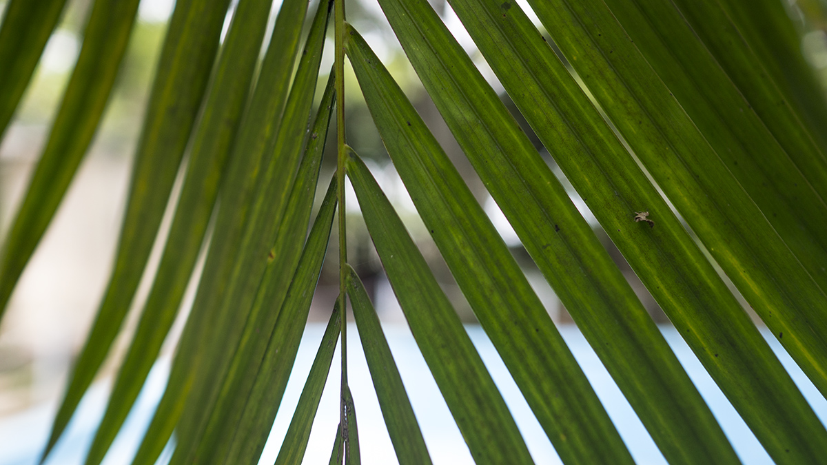 Hemingway's home, Finca Vigia