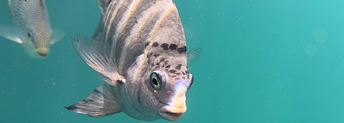 Snorkeling photo of fish