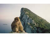 Monkey at the Rock of Gibraltar