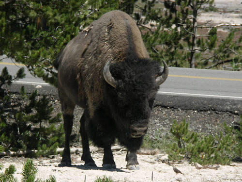 Bison!