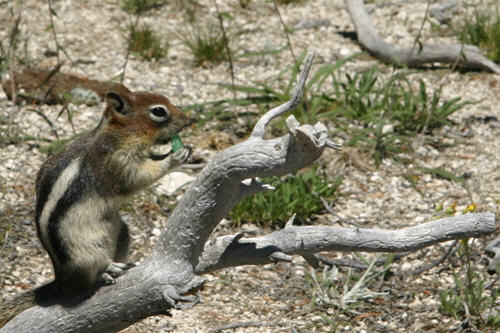 Who's the wing nut who threw the squirrel a Lifesaver?