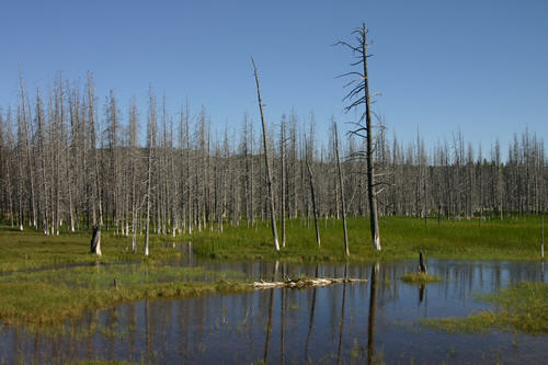 There was a major forest fire back in 1988.