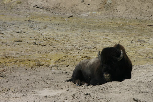 Bison at the mud volcanos!