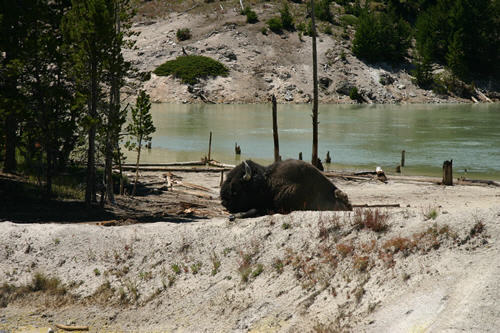 Bison at the mud volcanos!